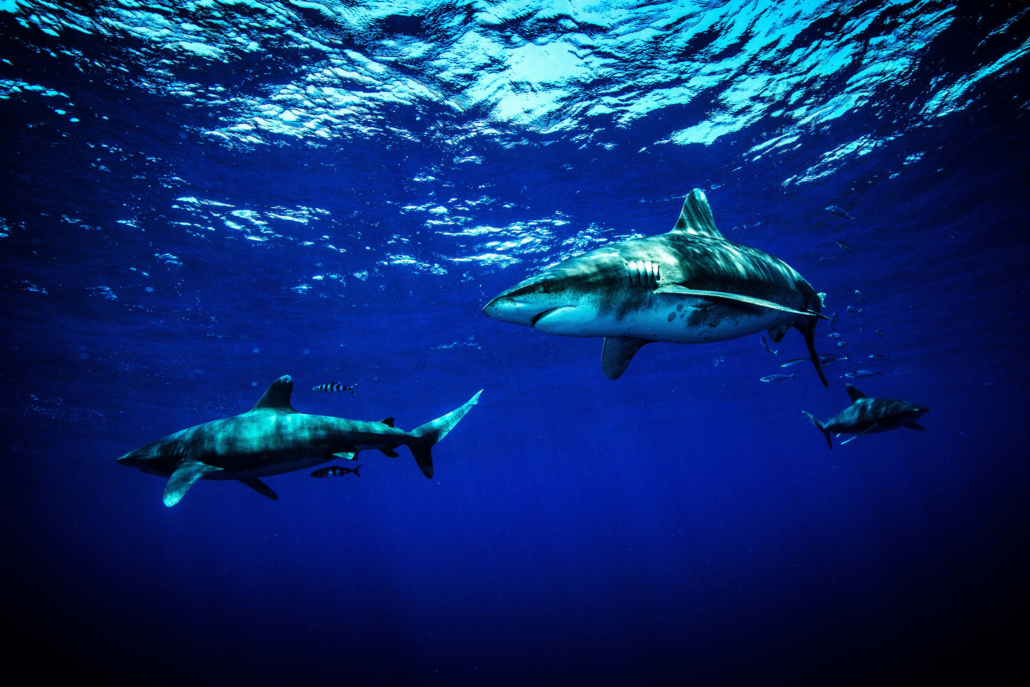 Tiger Shark & Great Hammerhead Expedition