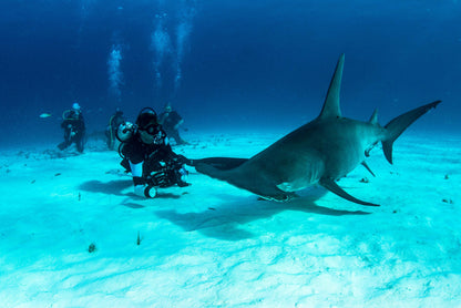 Tiger Shark & Great Hammerhead Expedition