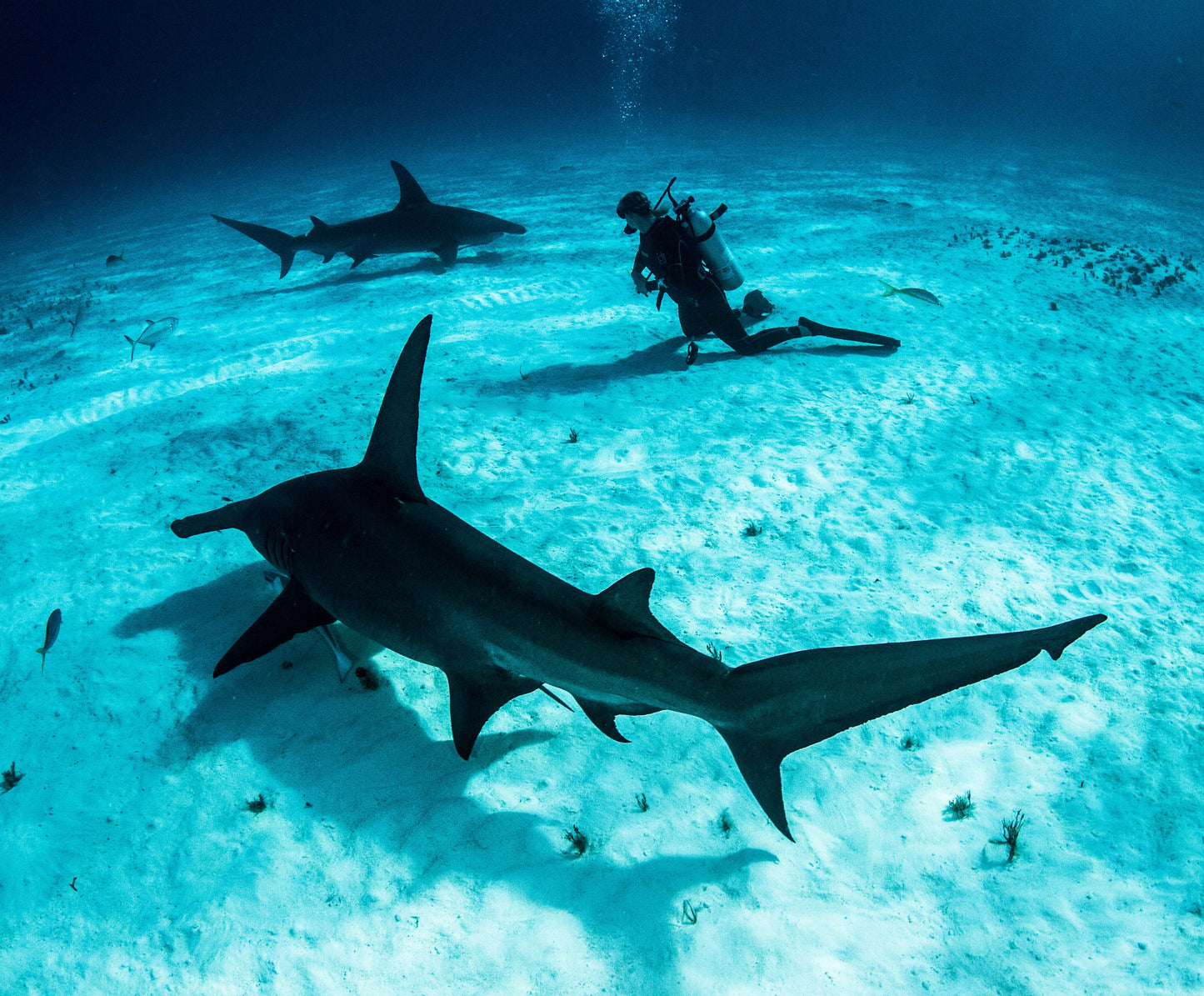 Tiger Shark & Great Hammerhead Expedition