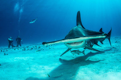 Tiger Shark & Great Hammerhead Expedition