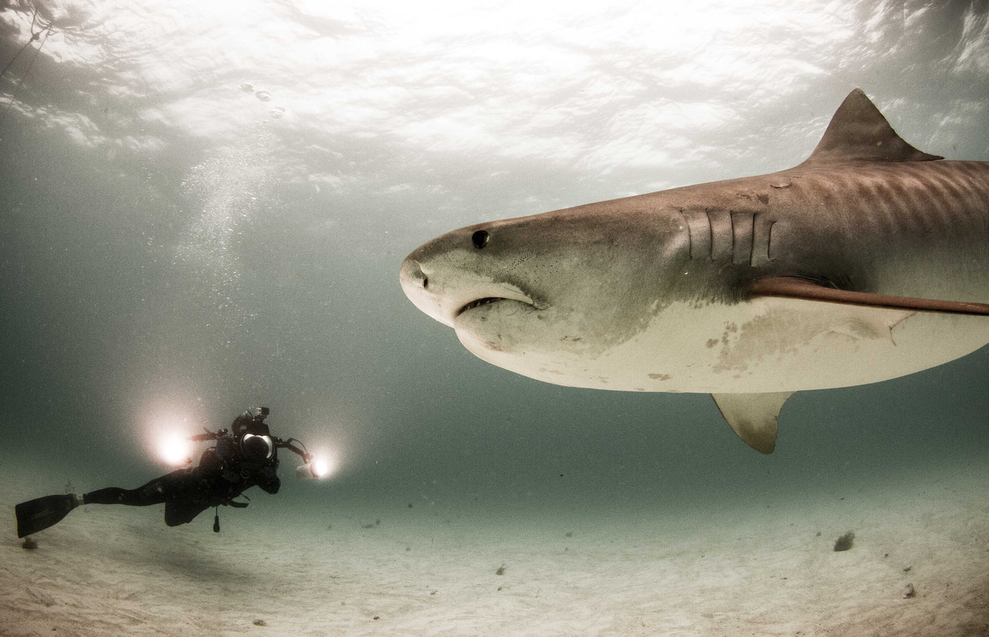 Tiger Shark & Great Hammerhead Expedition
