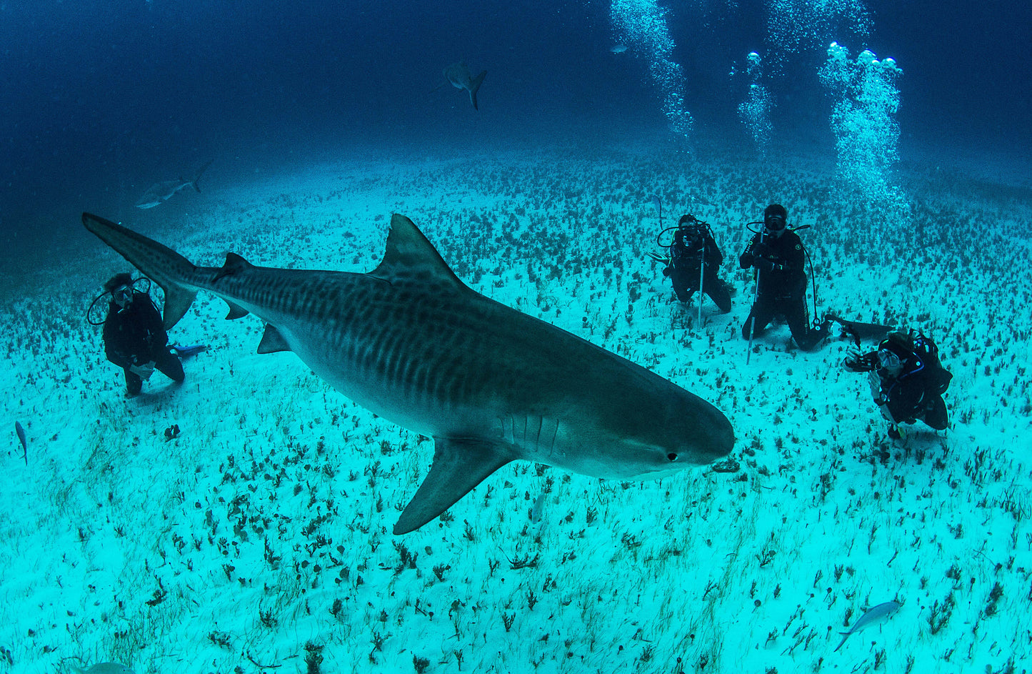 Tiger Shark & Great Hammerhead Expedition