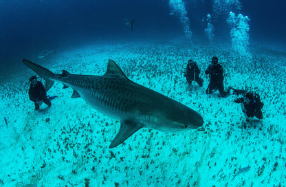 Tiger Shark & Great Hammerhead Expedition