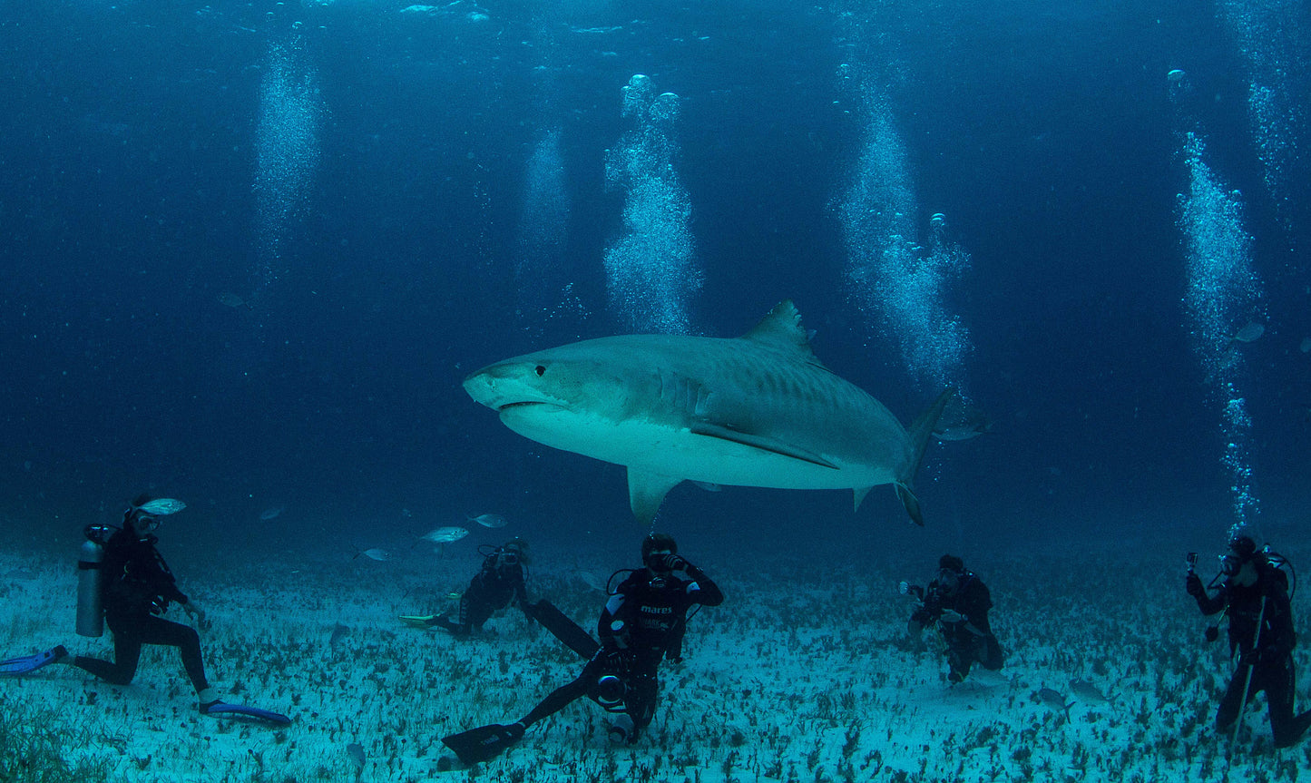 Tiger Shark & Great Hammerhead Expedition
