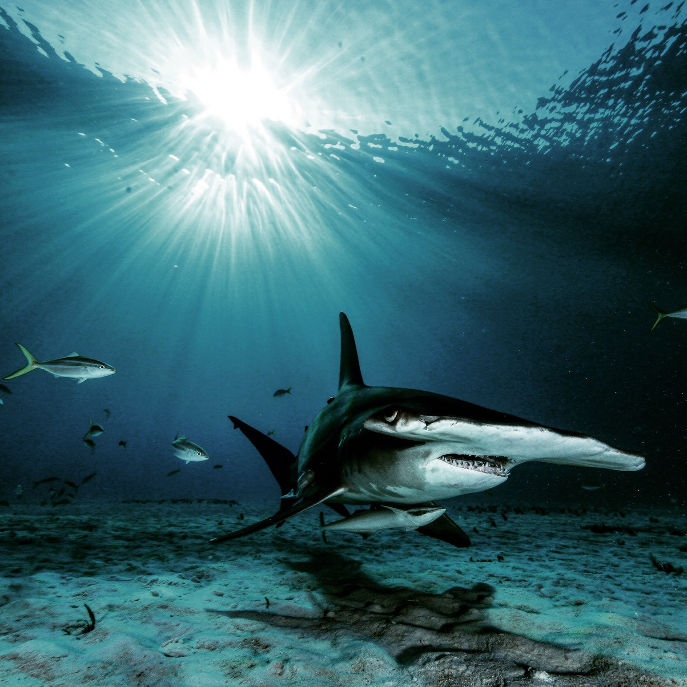 Tiger Shark & Great Hammerhead Expedition