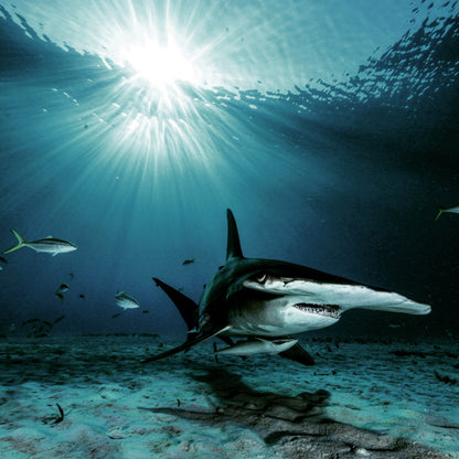 Tiger Shark & Great Hammerhead Expedition